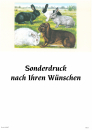 Kaninchenplakat