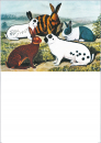 Kaninchenplakat neutral A2